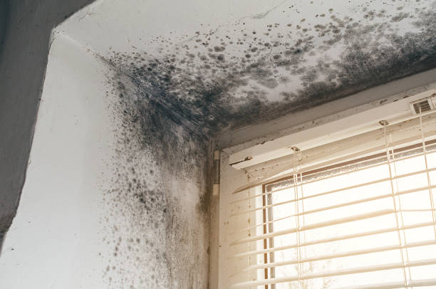 Affordable Mold Inspection And Testing solutions in Rogers, TX